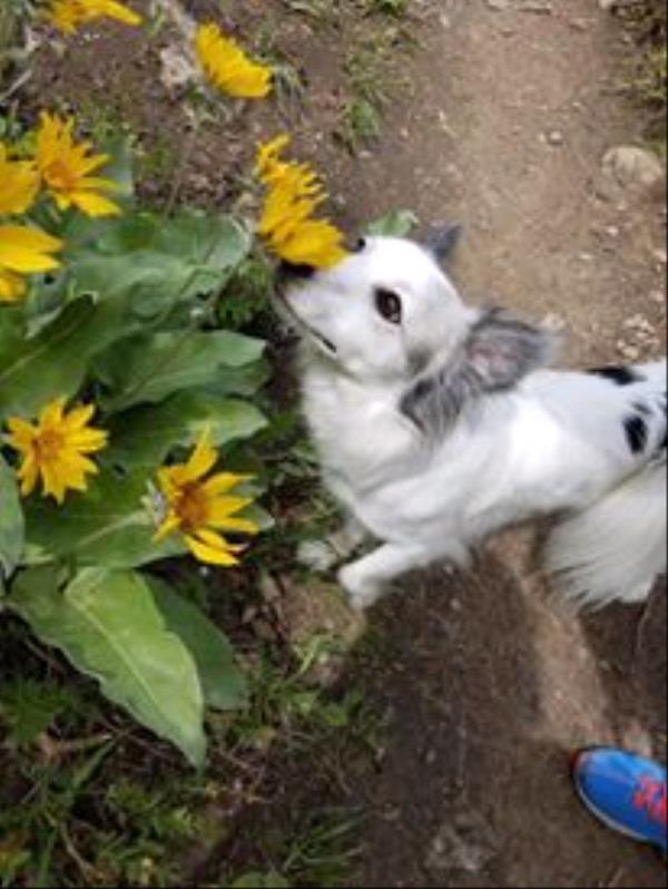 /Images/uploads/Humane Society of Utah/HSUCalendar/entries/1049thumb.jpg